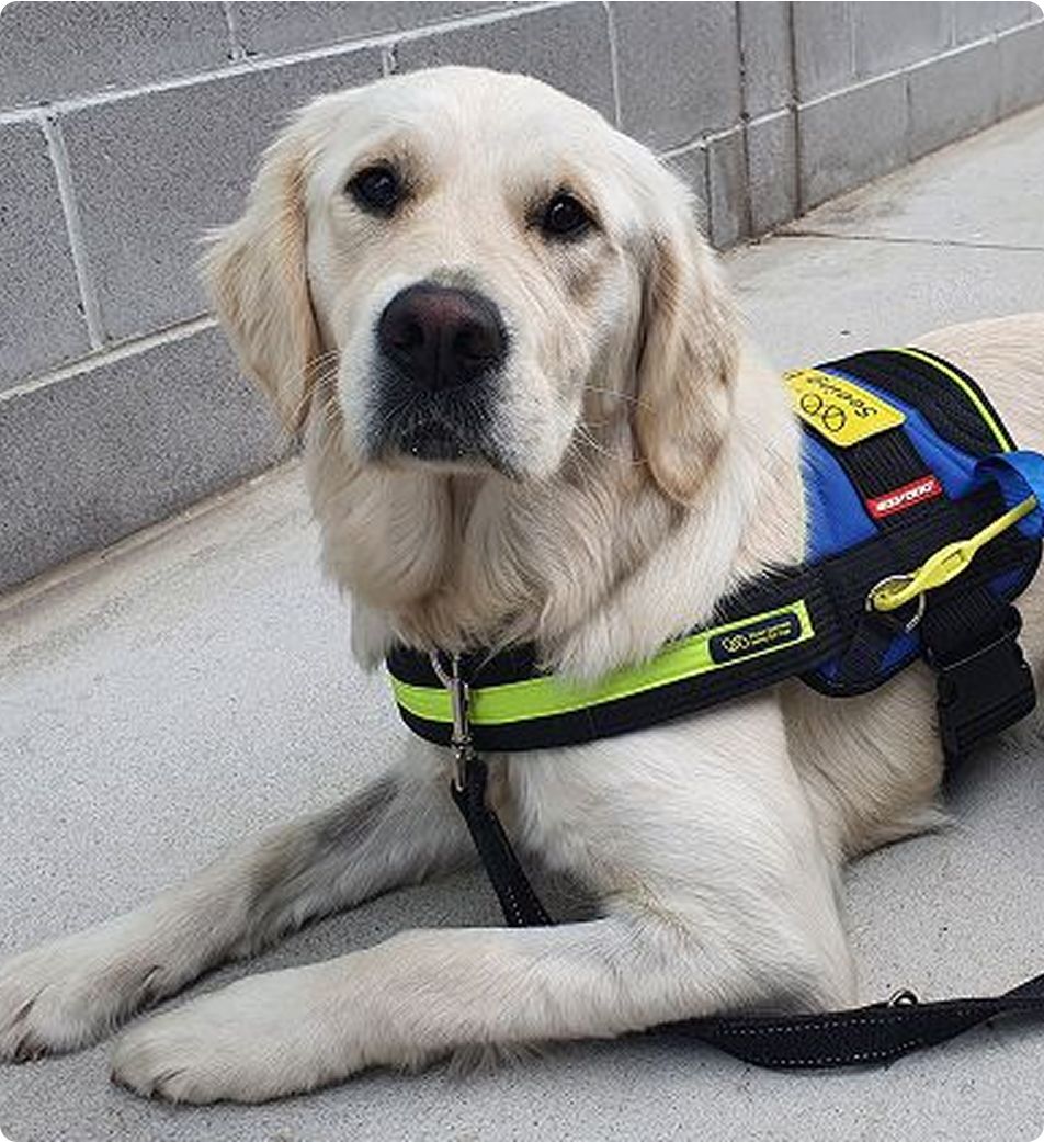 A close up of a yellow Seeing Eye Dog sitting in front of a brick wall