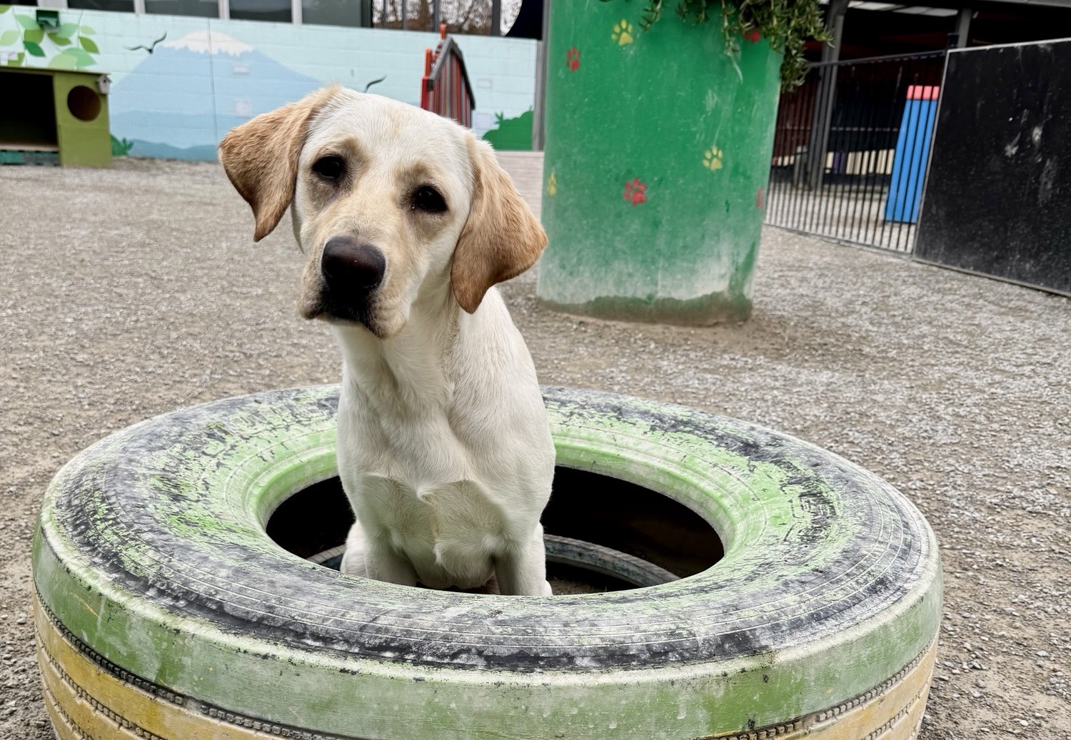 Cute yellow labrador sitting inside colour full tyre with a cute curious head tilt