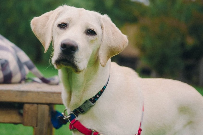 Cream Labrador wearing a red harness, standing beside a bench outdoors and looking toward the camera.