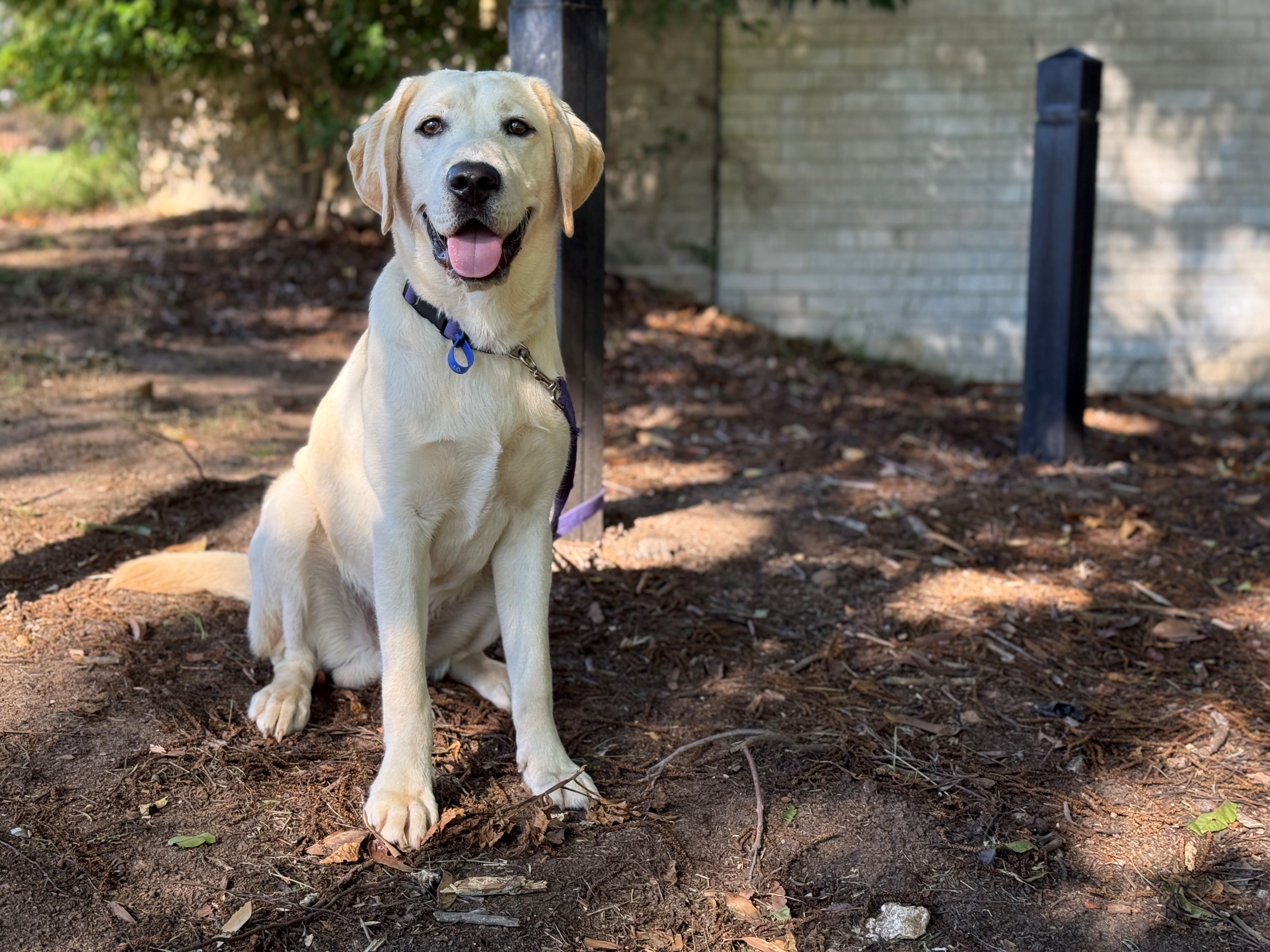 Yellow labrador sitting in shady yard