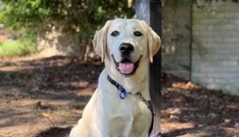 Yellow labrador sitting in shady yard