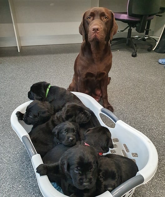 "Terri and her litter of puppies sat in a washing basket."