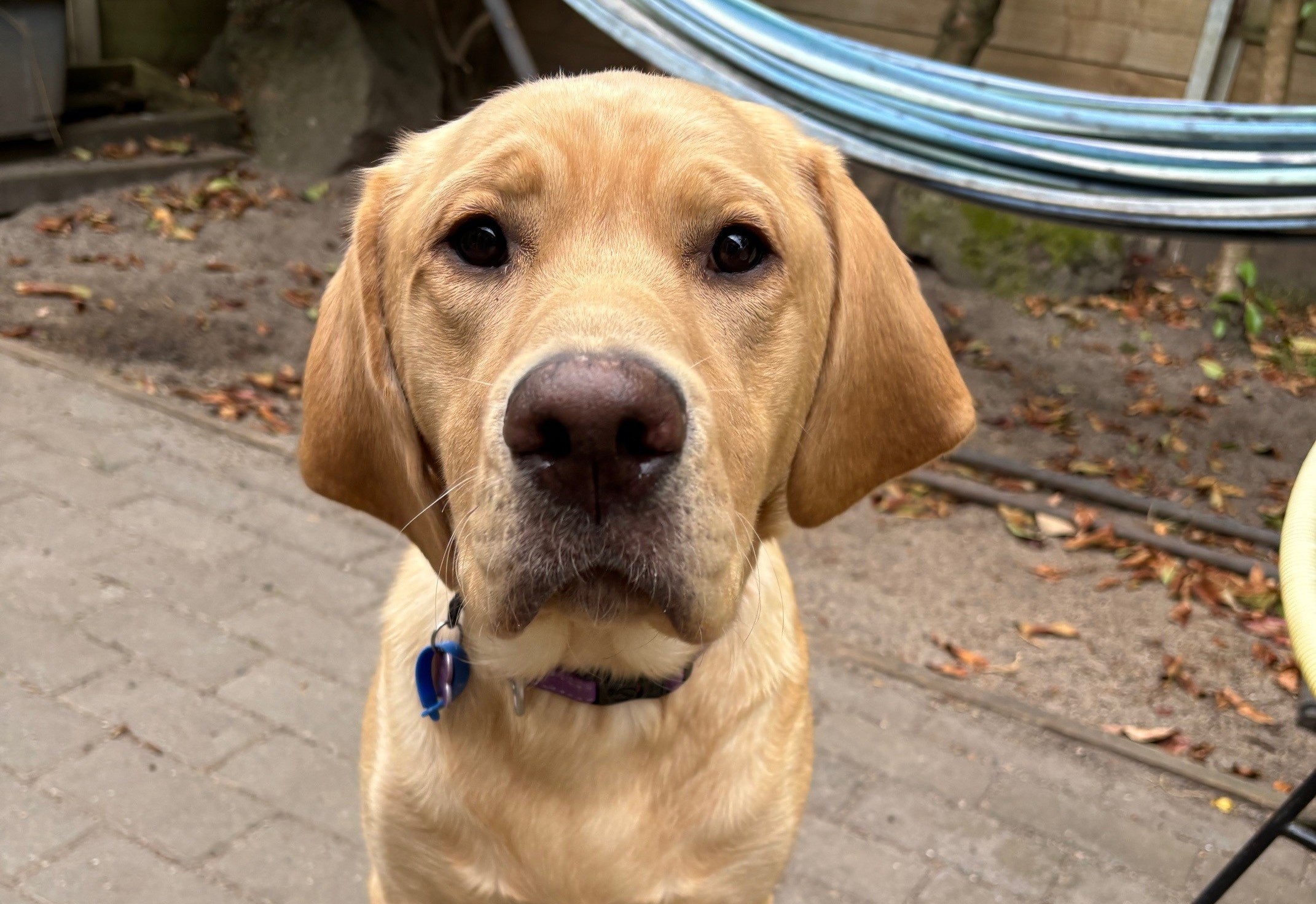 Golden yellow labrador with big ears sitting on the outdoor pavers