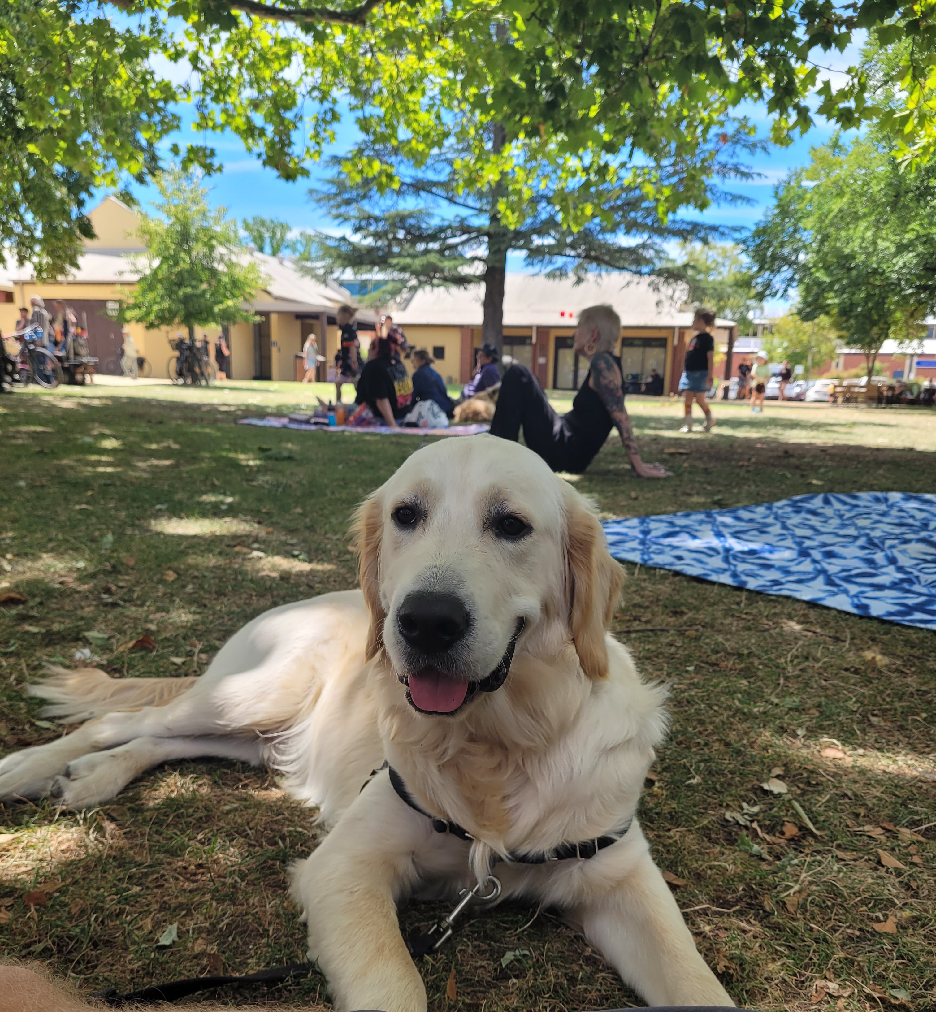 Golden retriever lying in teh park under shade