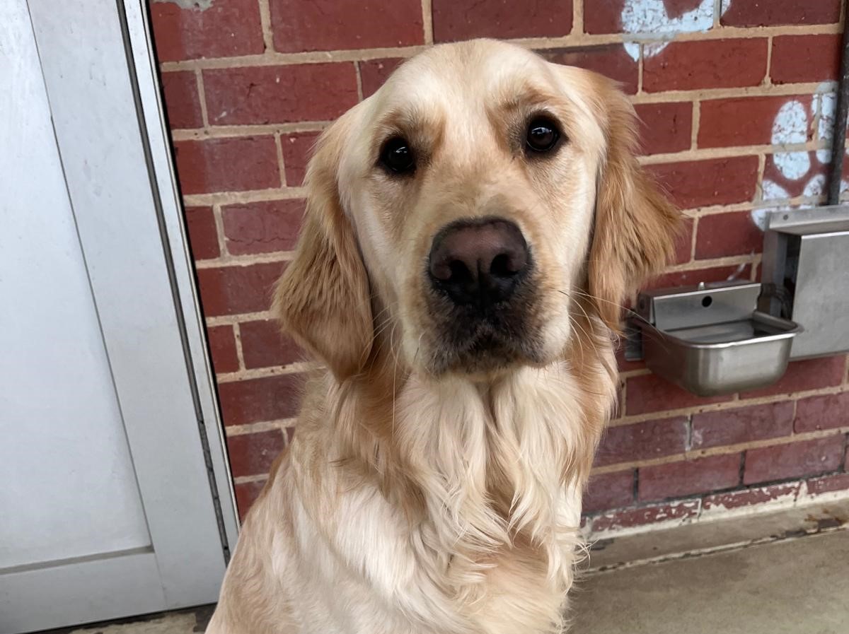 Golden Retriever sitting in front of red brick wall