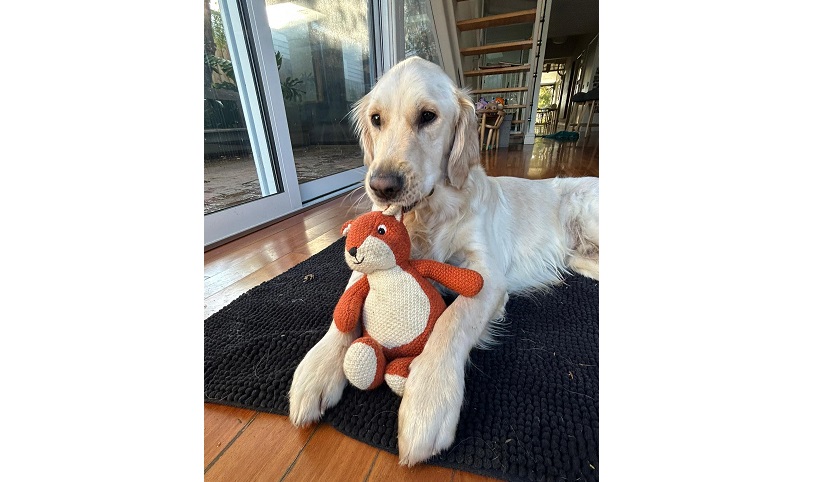 Golden Retriever lying on dog bed holding a soft toy in his mouth