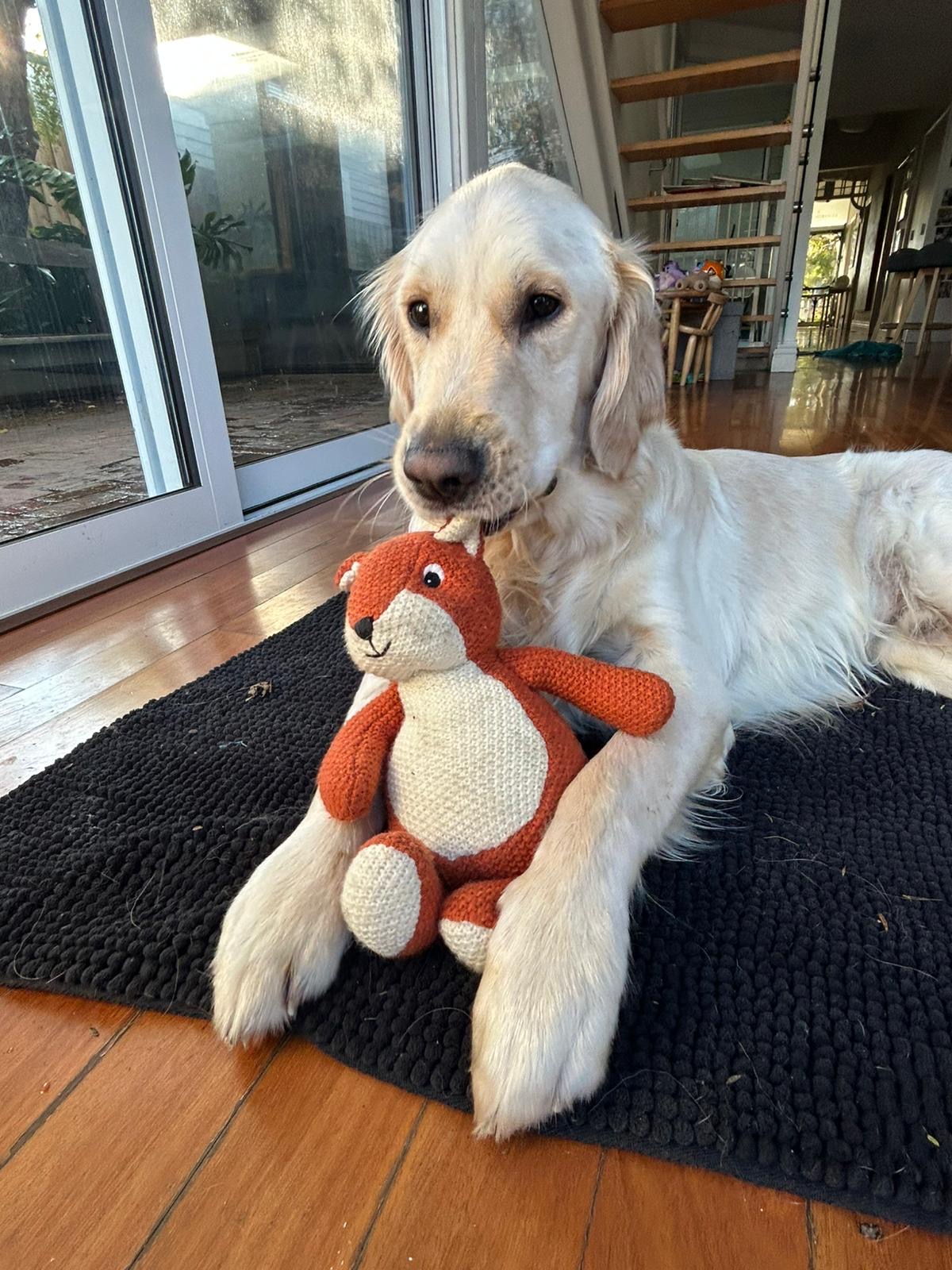 Golden Retriever lying on dog bed holding a soft toy in his mouth