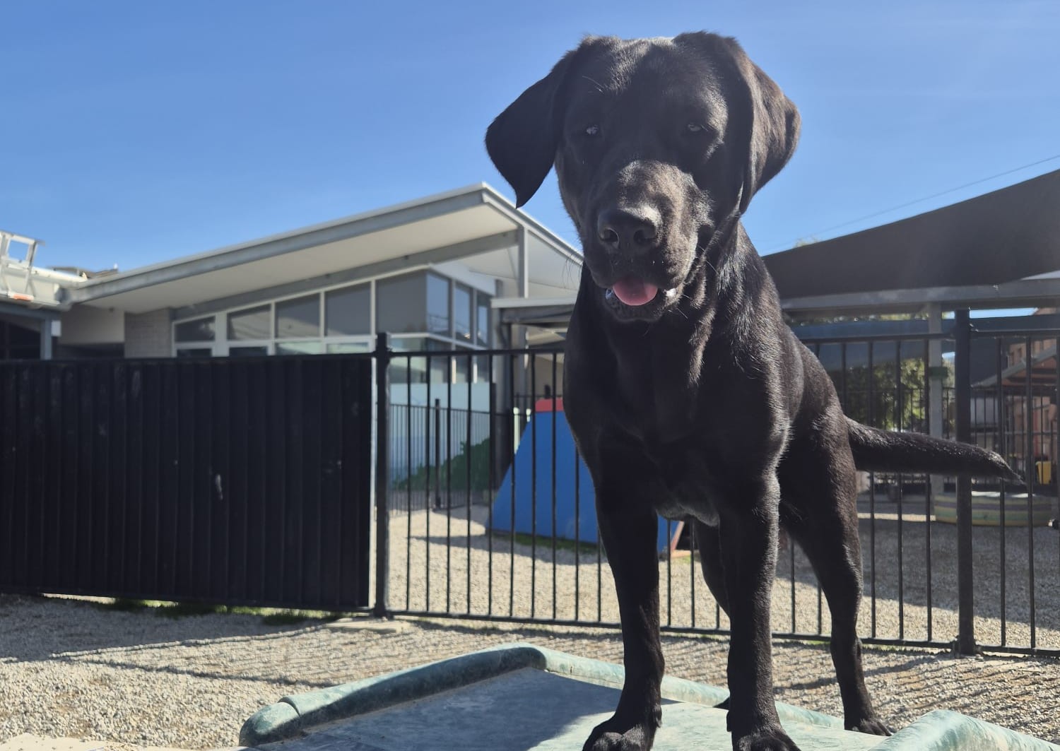 Black dog standing on agility bridge with blue sky in the back ground