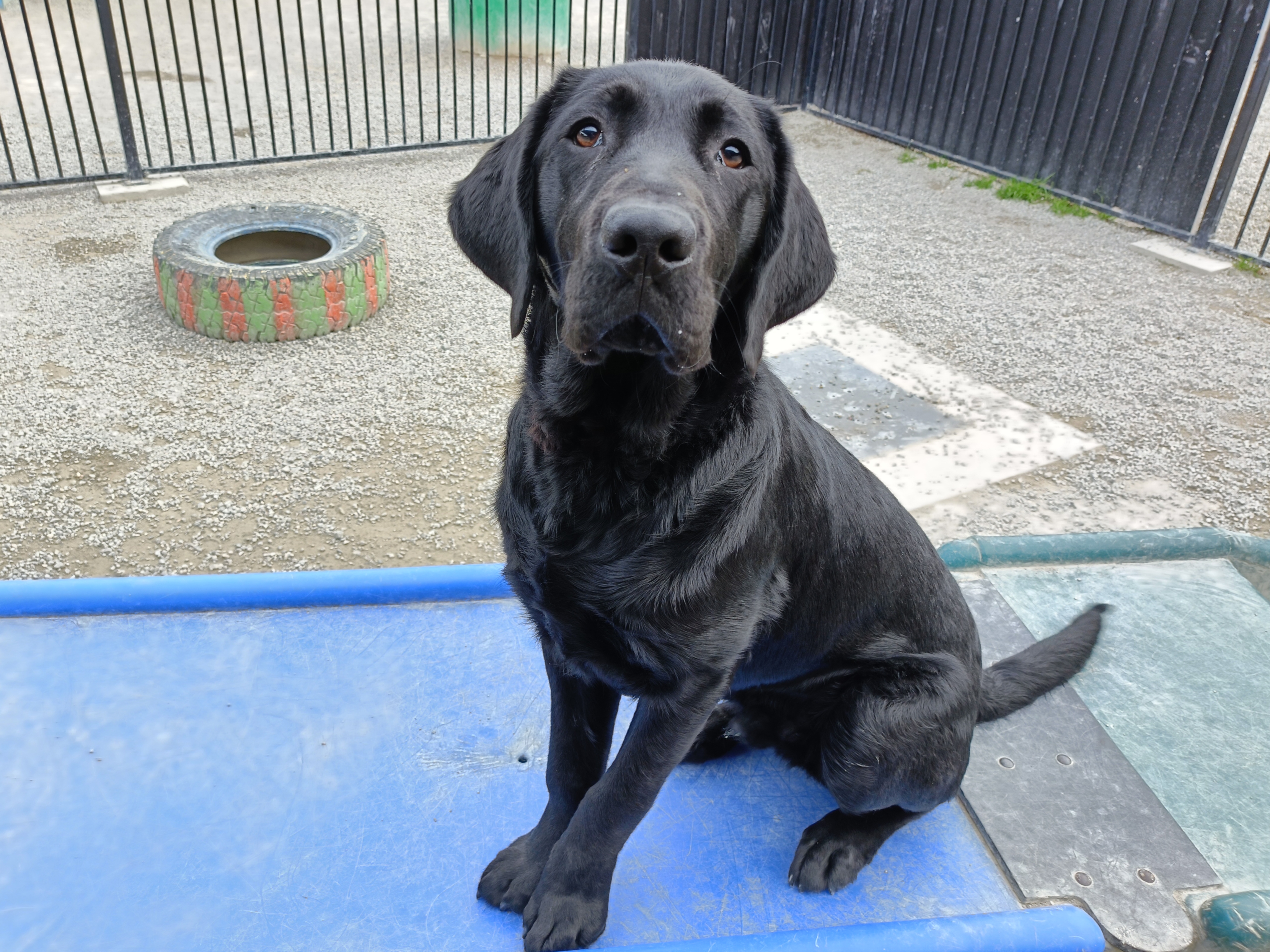 Black labrador sitting politely on blue agility bridge