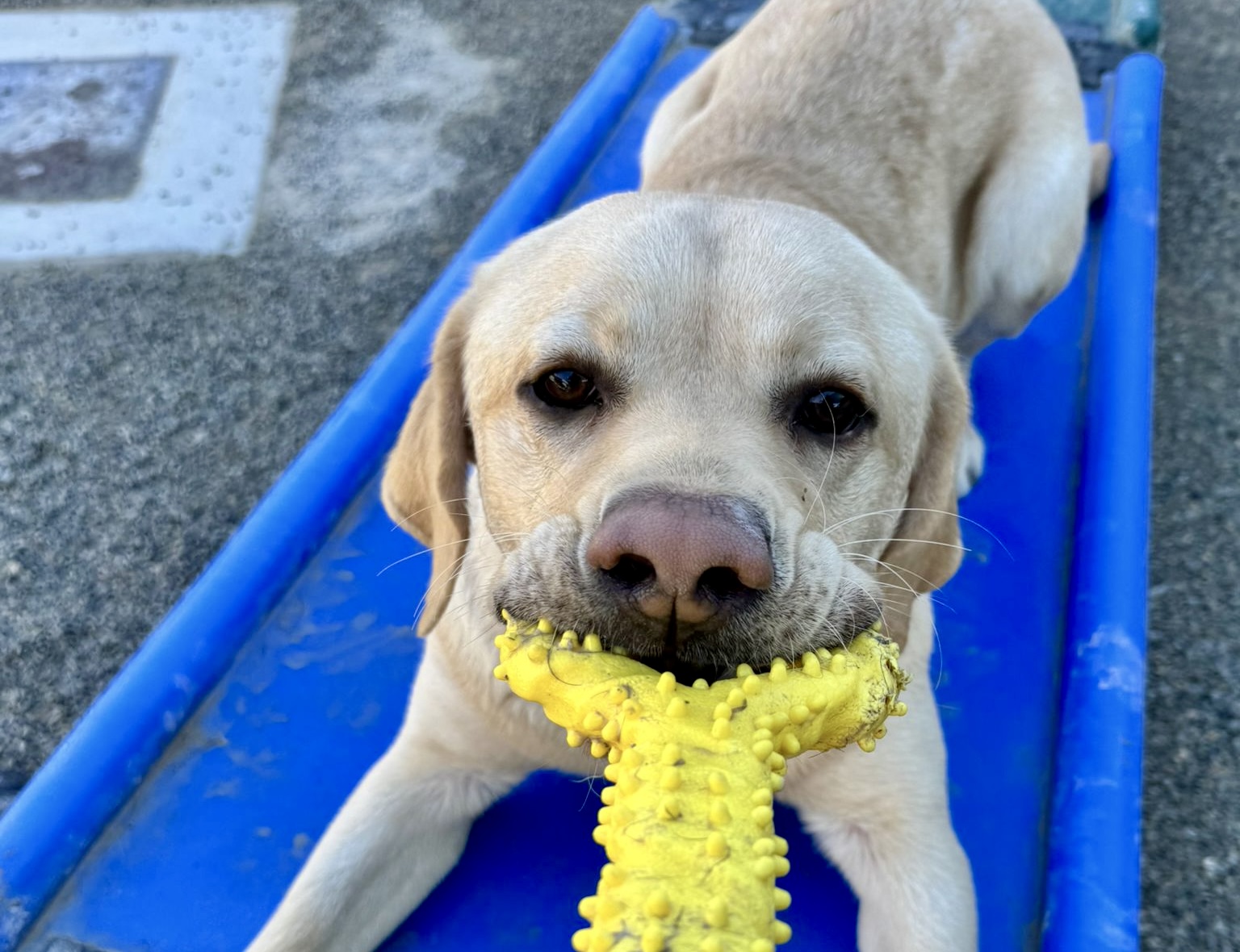 Playful yellow lab pulling on a tug toy while lying on a blue agility bridge