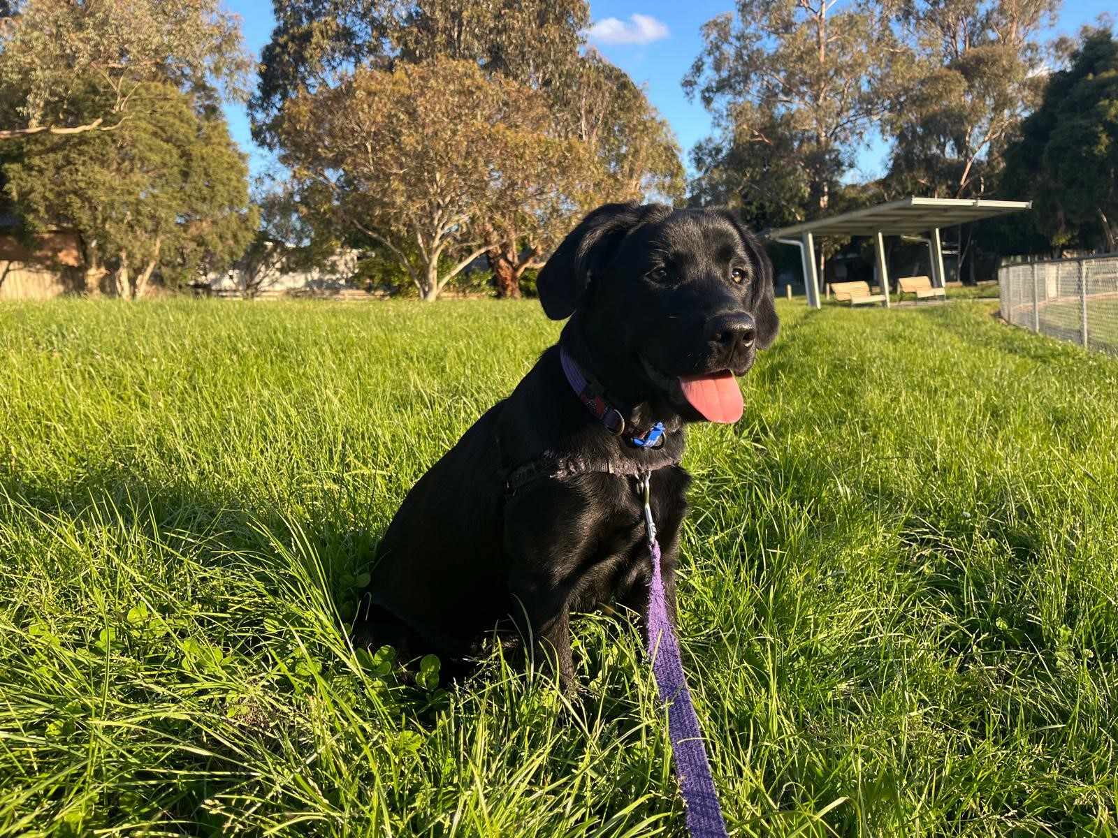 young black labrador sitting in green field