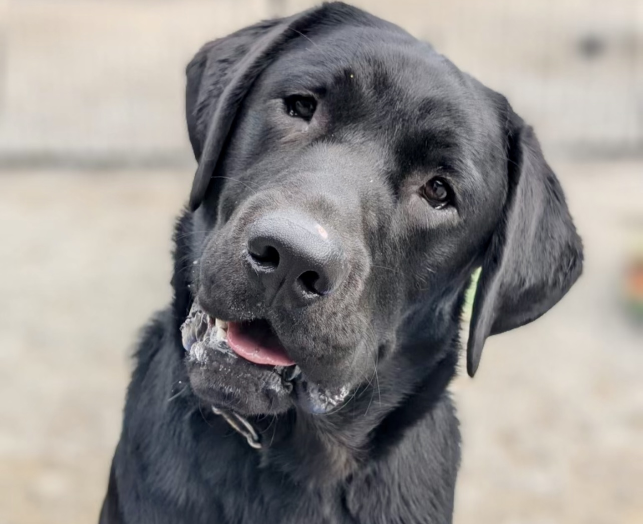 Close up pic of black labrador with a cute head tilt