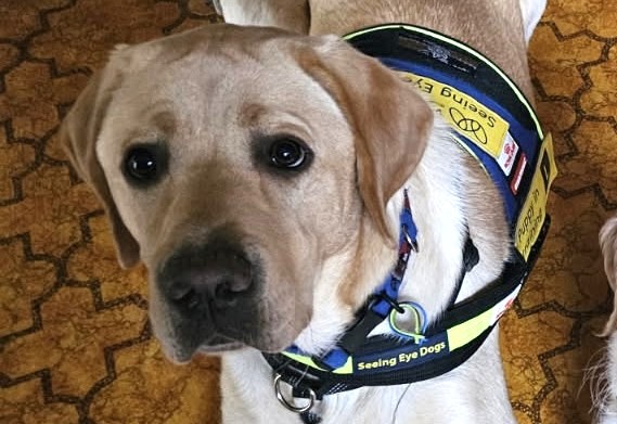 Yellow Labrador in SED Jacket lying on the tiled floor looking up 
