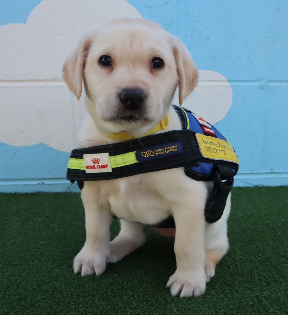 Young Labrador Seeing Eye Dog puppy, Yellow, sits wearing puppy in training vest.