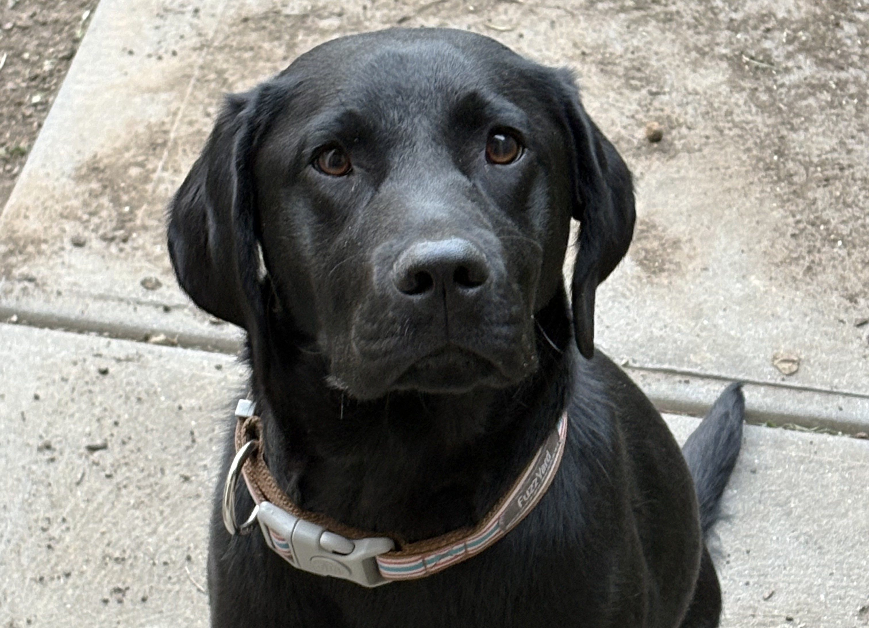 Black labrador sitting sweetly on a concrete path