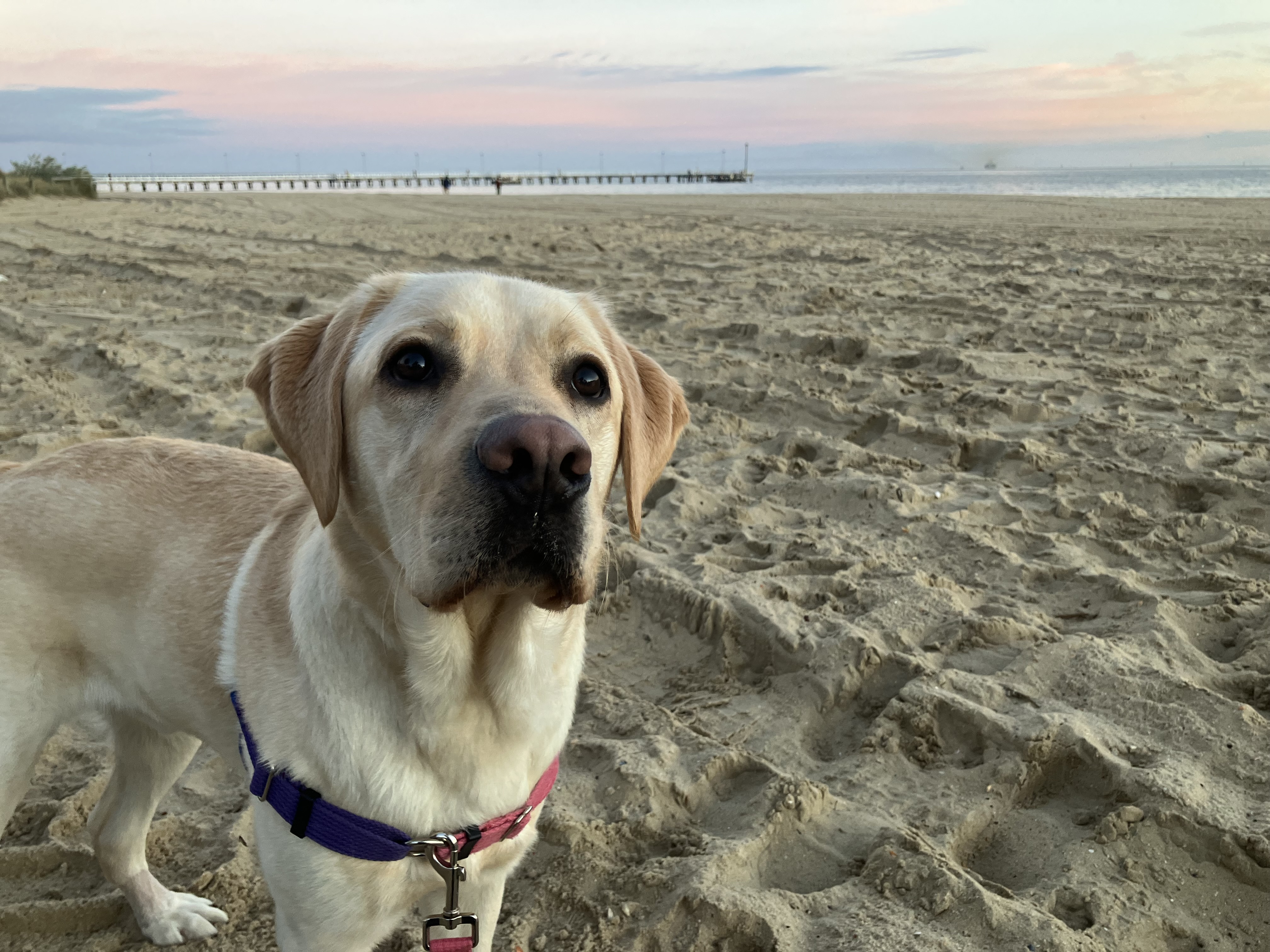 Yellow lab standing on sandy beach at dusk