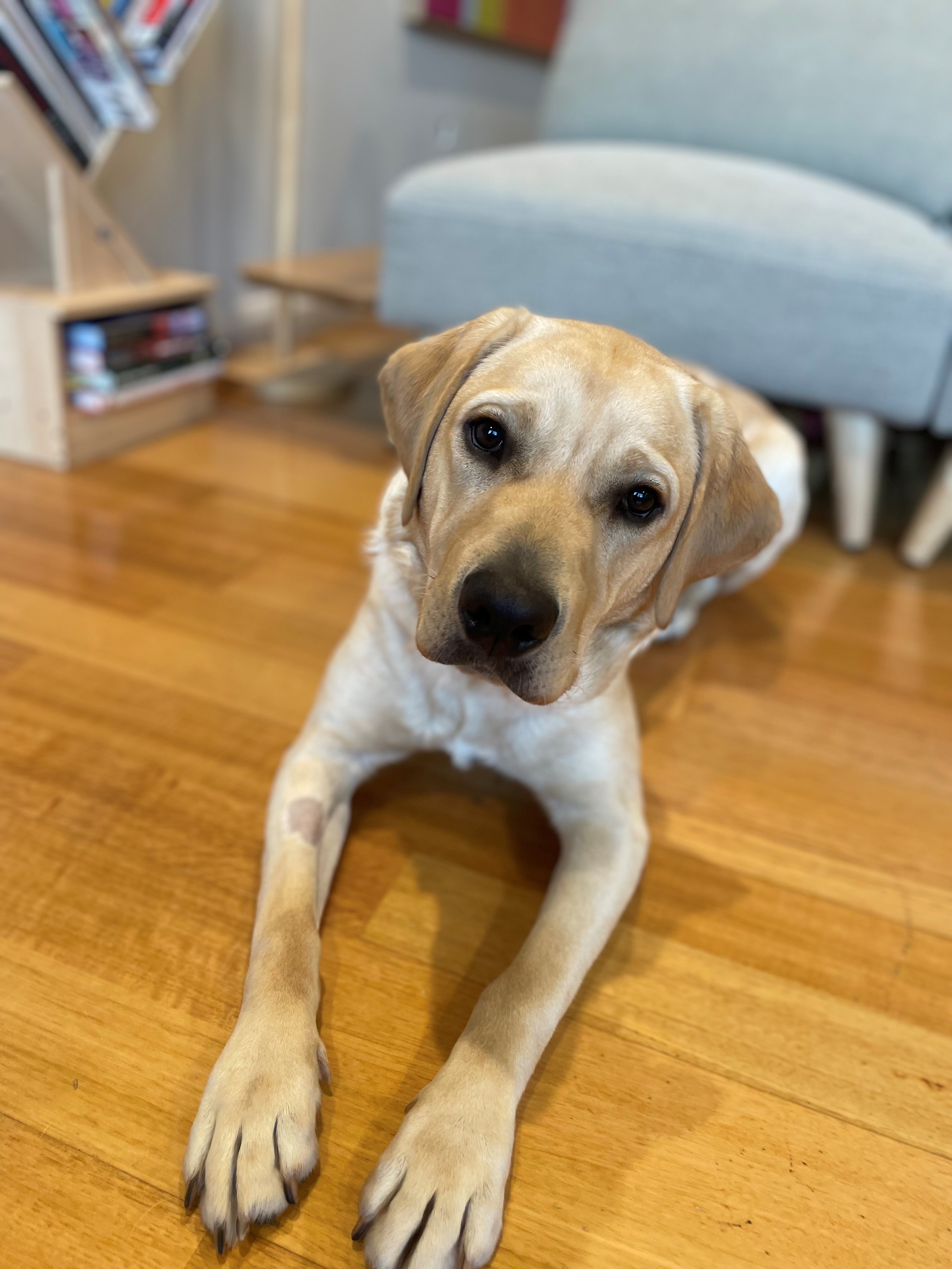 yellow lab in down position on floor boards