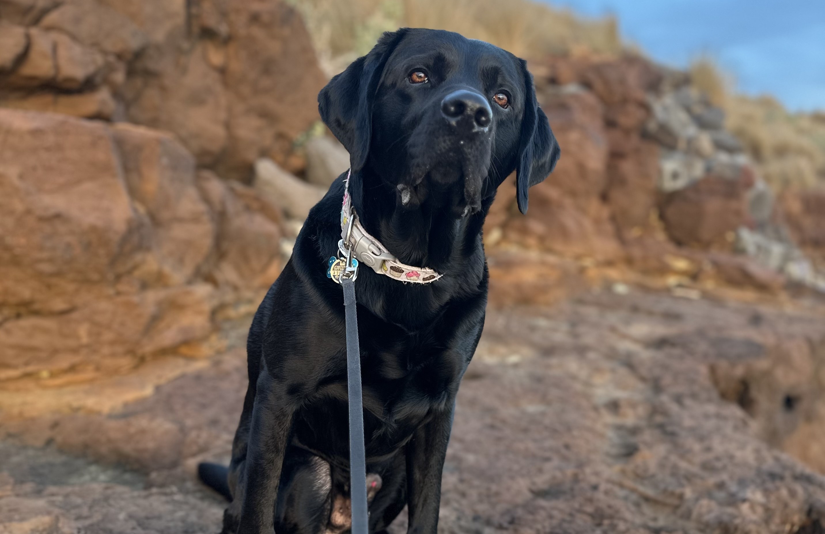 Black labrador sitting on rocky surface with a blue sky overhead