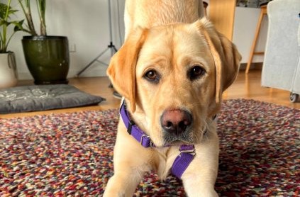 Yellow labrador in a purple harness in play bow position on a colourful rug