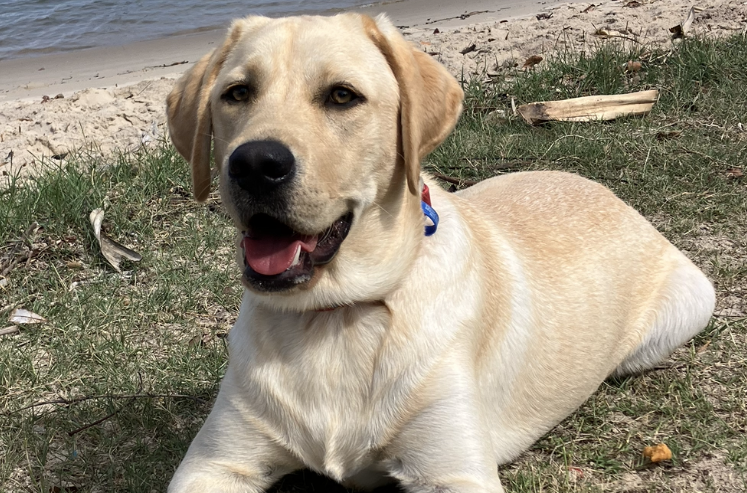 Yellow dog lying calmly on grass
