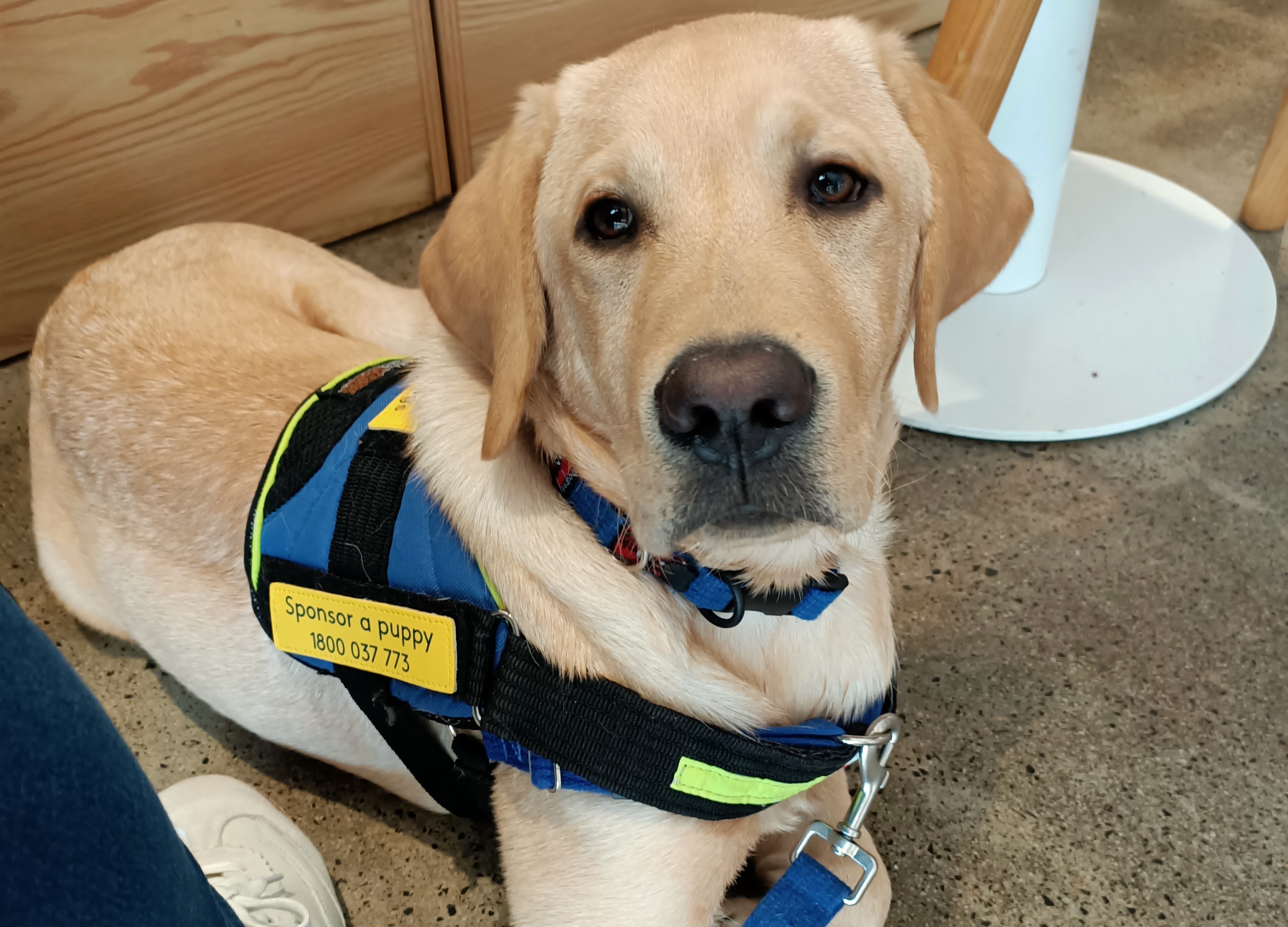 Yellow labrador in SED jacket lying on cafe floor