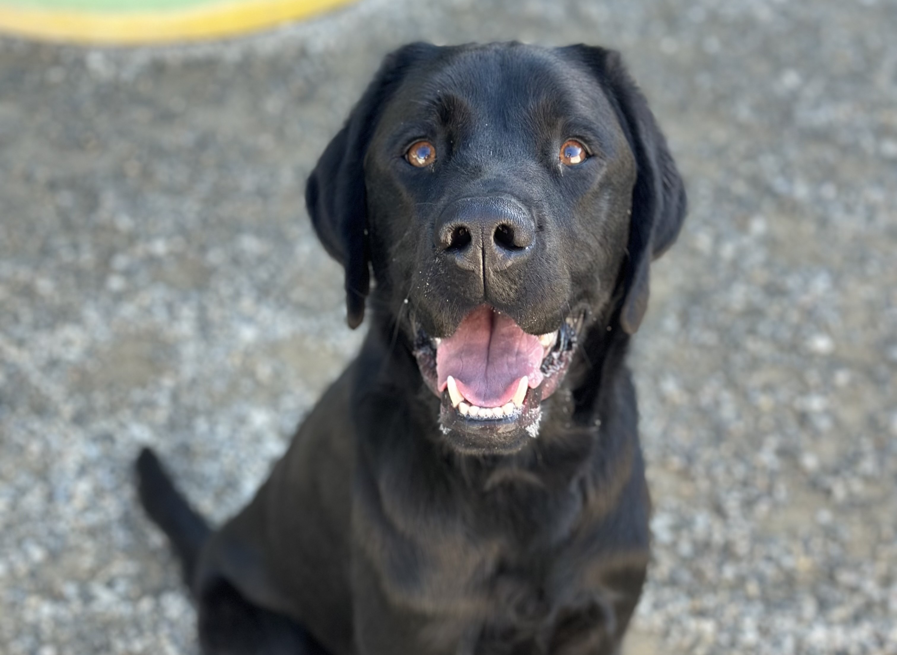 Very happy bright eyed black Labrador sitting on gravel surface