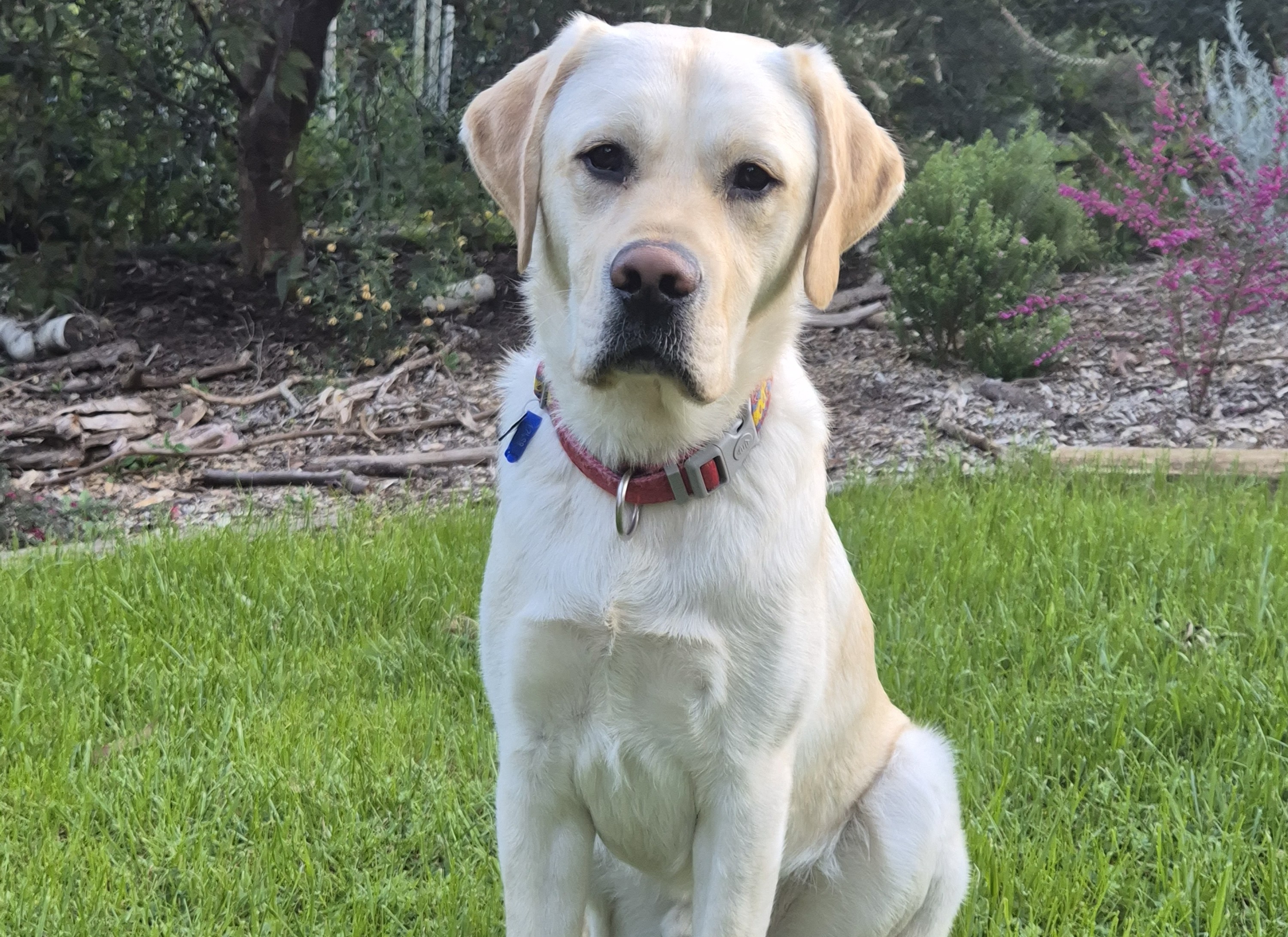 A cream-coloured Labrador Retriever sits on a green lawn, facing the camera, wearing a red collar. Trees, shrubs, and pink flowering plants are visible in the garden background.