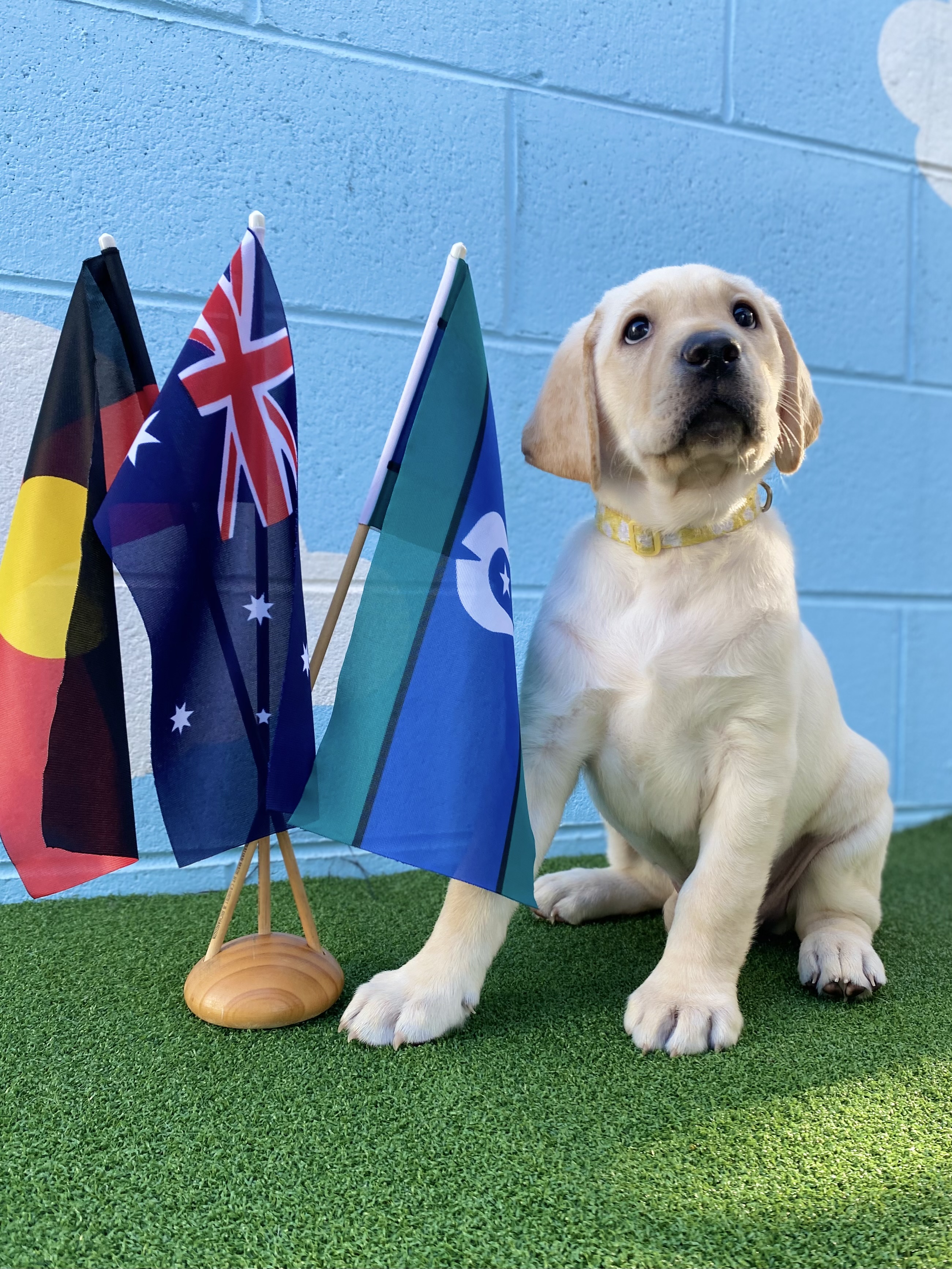 Puppy Daabak next to the Aboriginal, Australian and Torres Strait Island flags