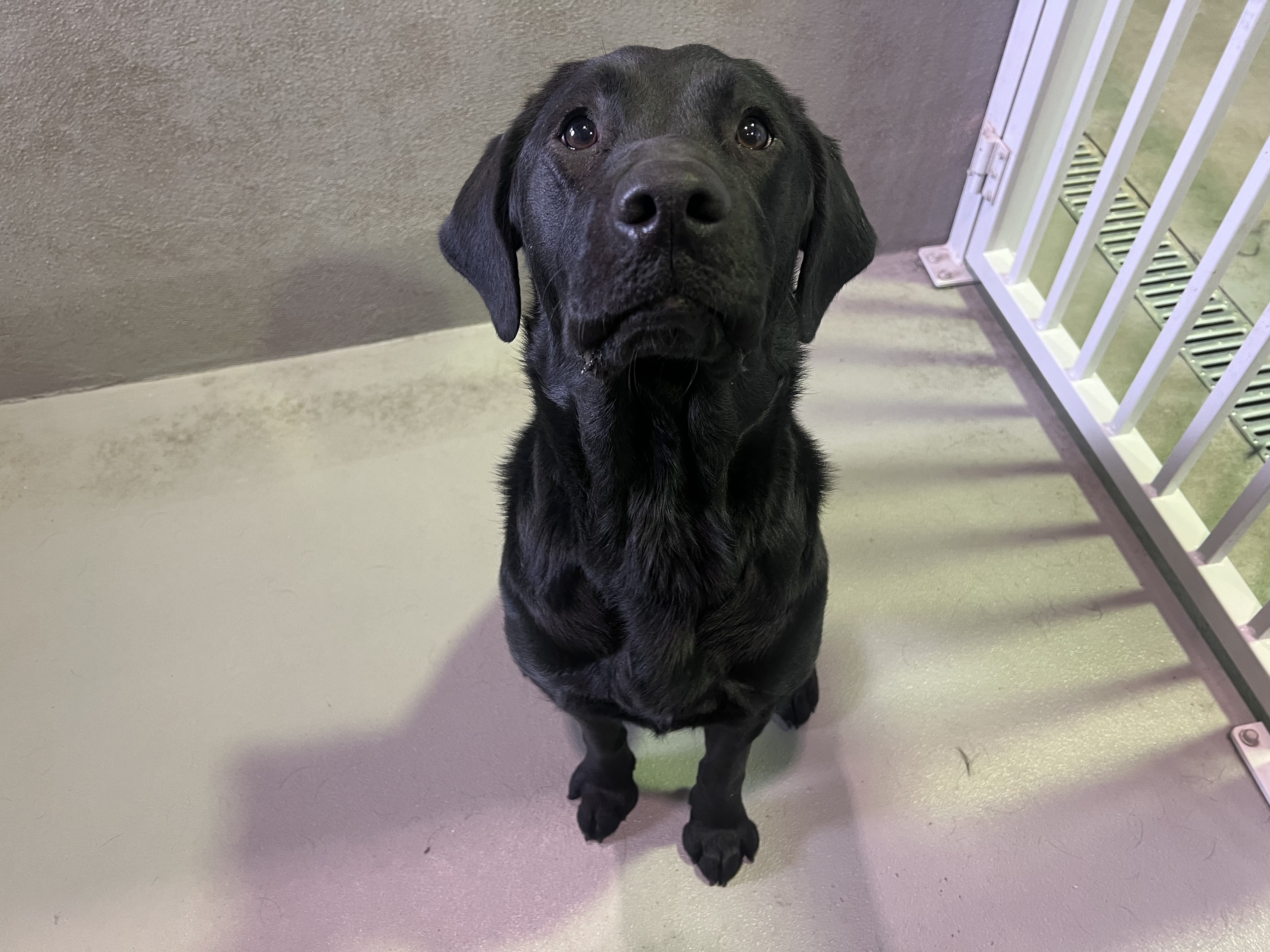 Labrador patiently sitting in her kennel