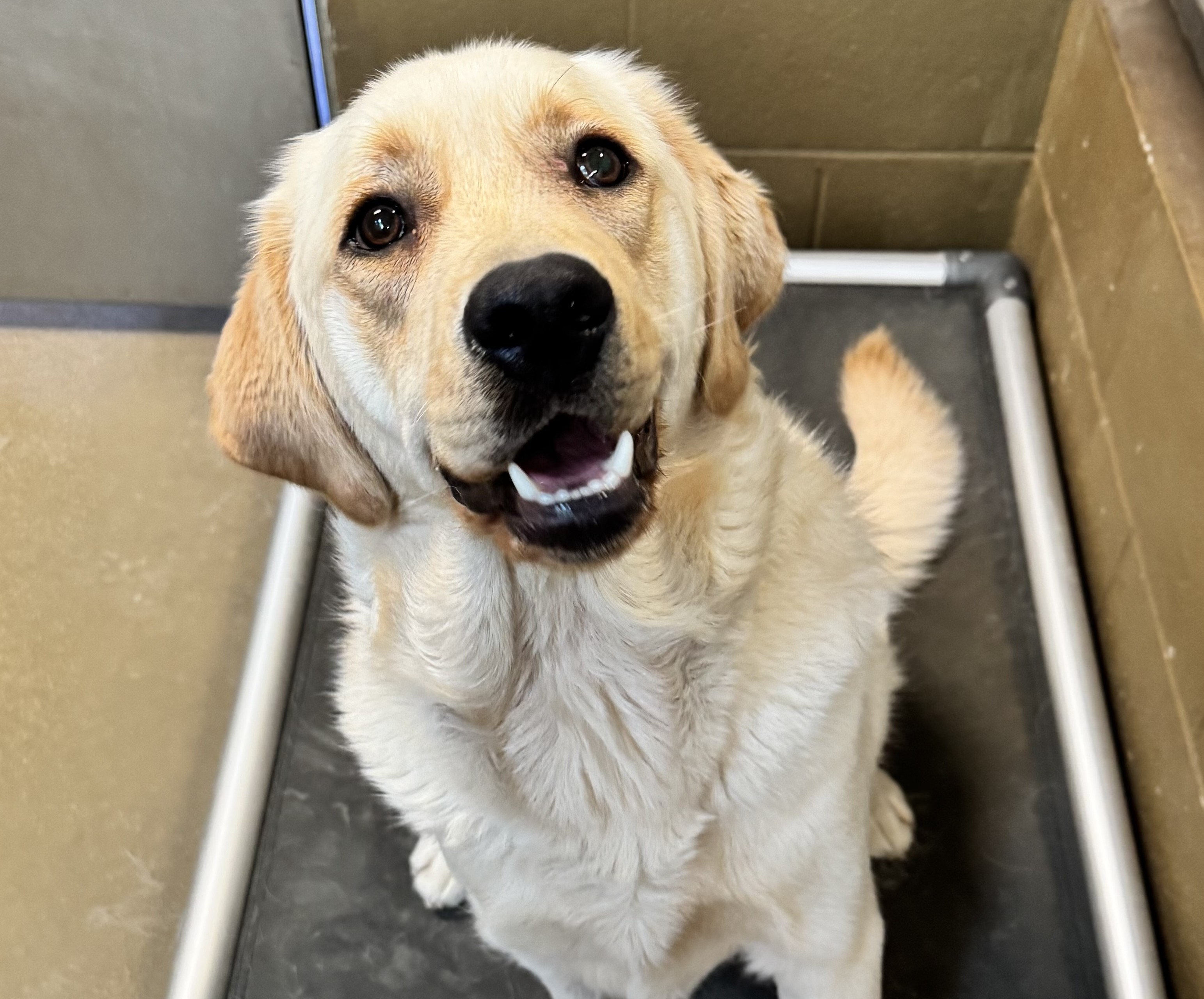  Yellow Labrador sitting on a raised dog bed, looking up toward the camera with mouth open.