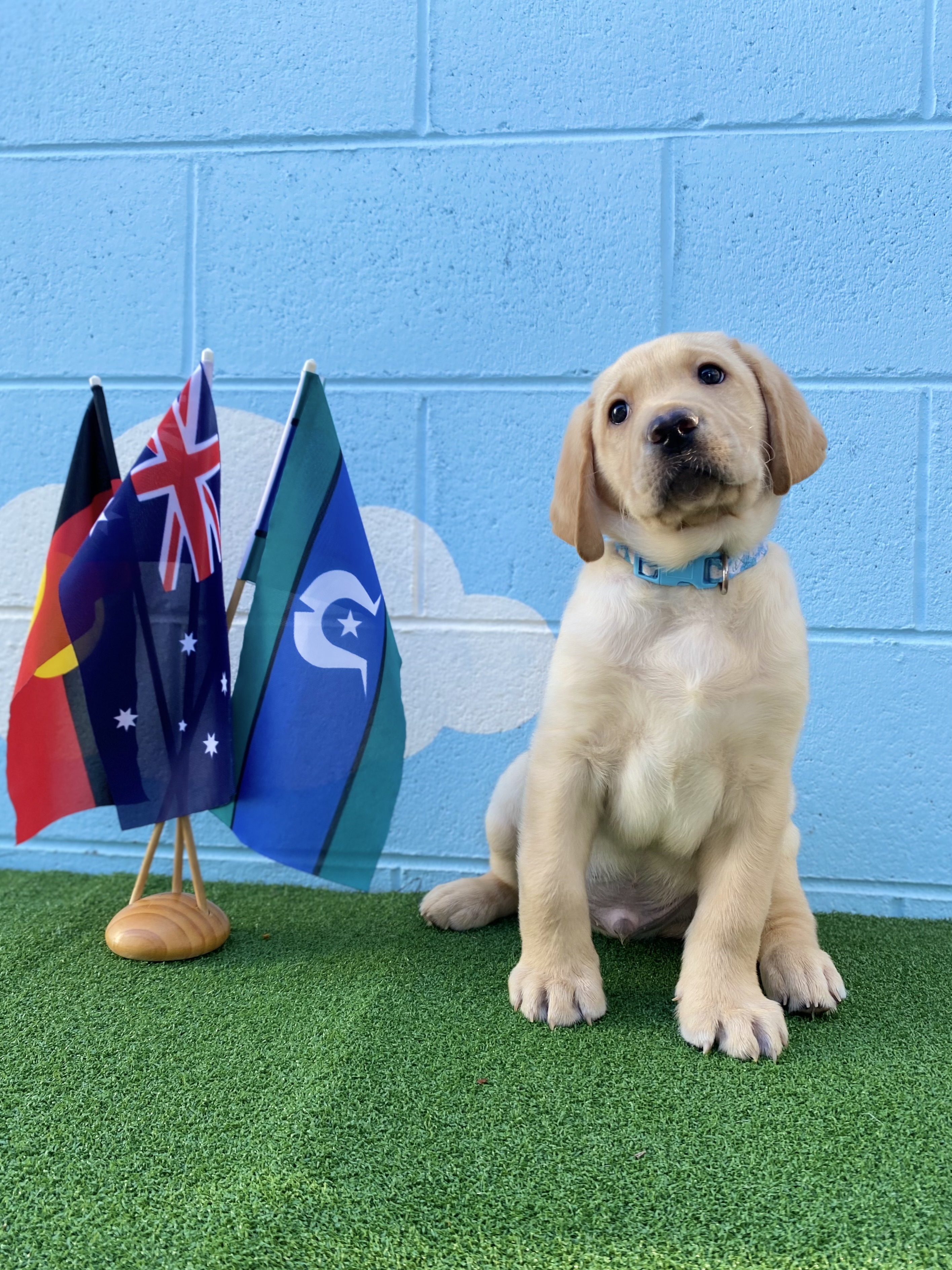 Puppy Woora next to the Aboriginal, Australian and Torres Strait Island flags