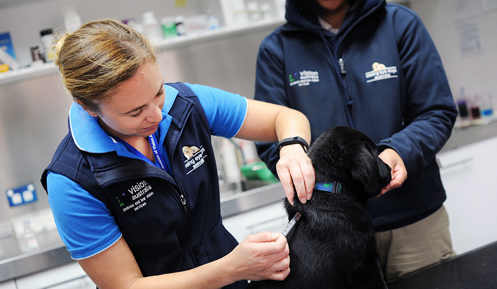 Seeing Eye Dog vet treating a black Seeing Eye Dog puppy in training