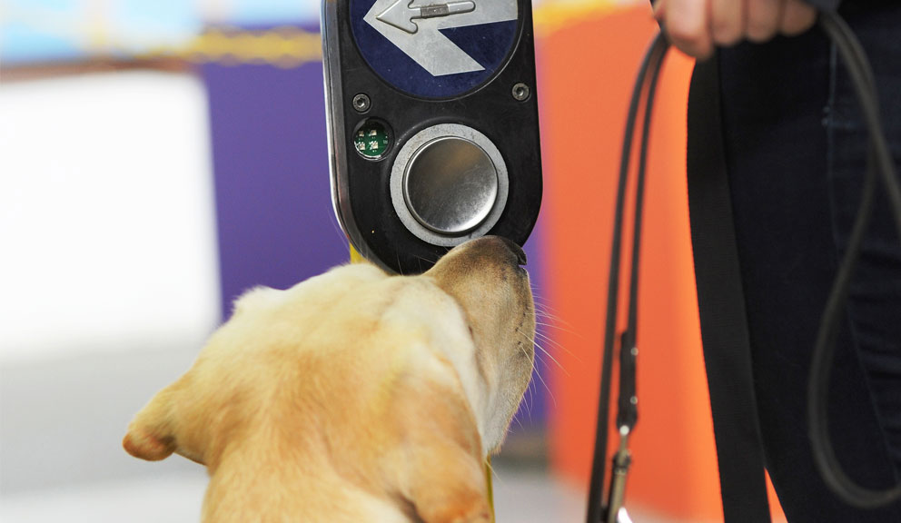 Seeing Eye Dog points their nose at a pedestrian crossing button