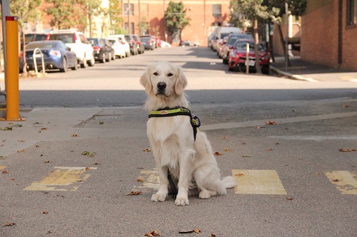 Drummer, a golden retriever sits outside in his harness
