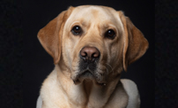 An adult yellow Labrador headshot, Seeing Eye Dog Hector