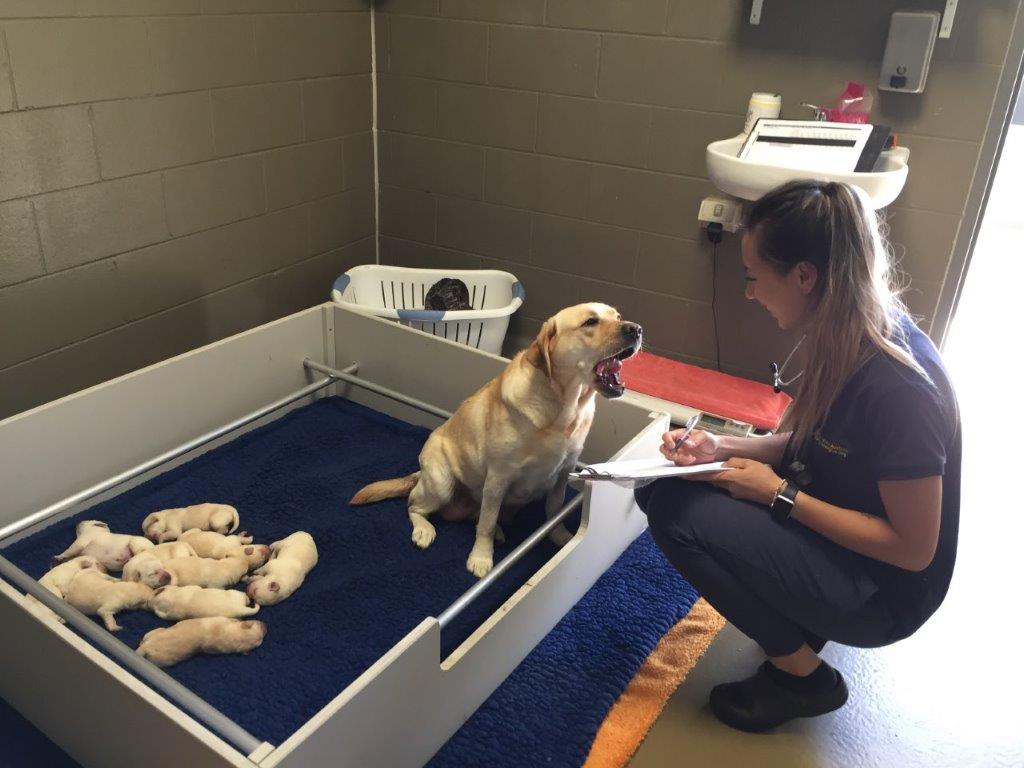 Photo of SED staff member visiting Lina and her pups