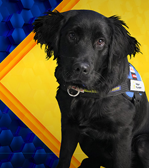 Bronze Medallist: Meadows, black labrador cross golden retriever puppy