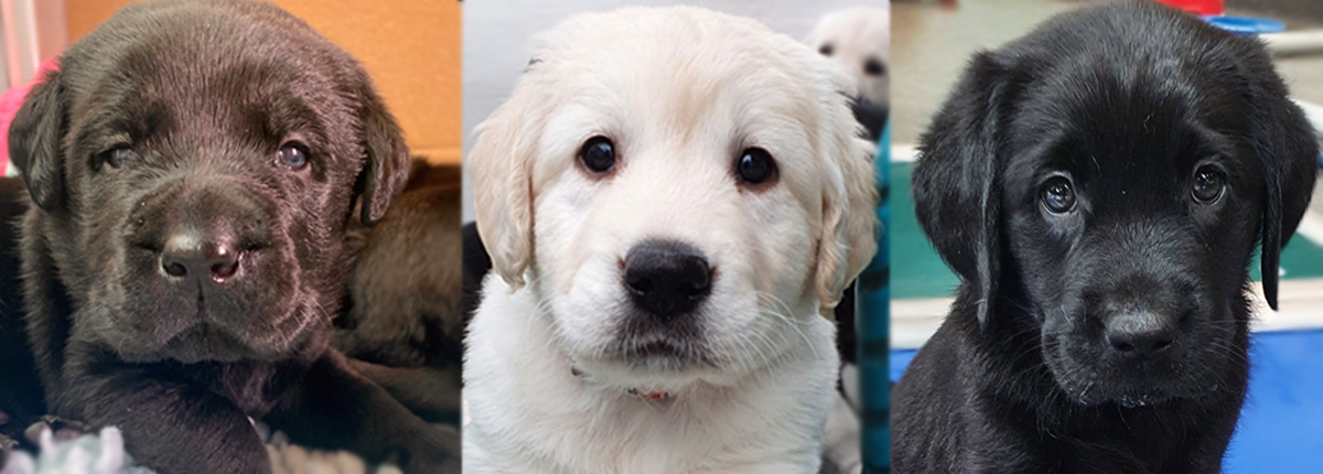 3 photos of Seeing Eye Dogs, a brown Labrador pup, a Golden Retriever pup and black Labrador pup