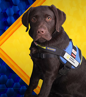 Silver Medallist: Norris, brown labrador Seeing Eye Dog puppy