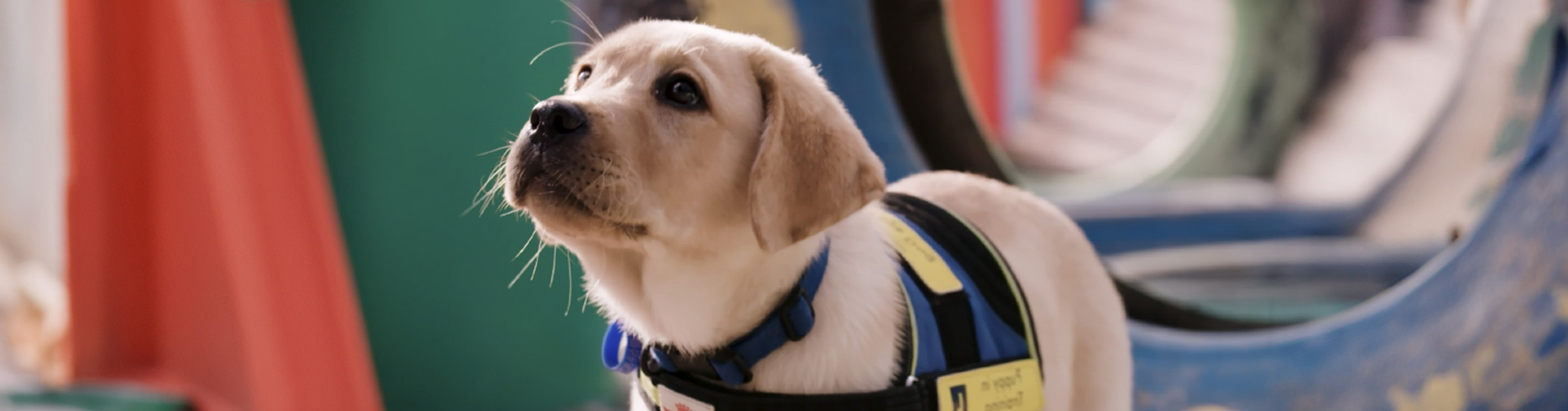 Seeing Eye Dog puppy in harness for training