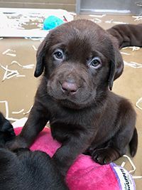 Brown Labrador puppy Norris