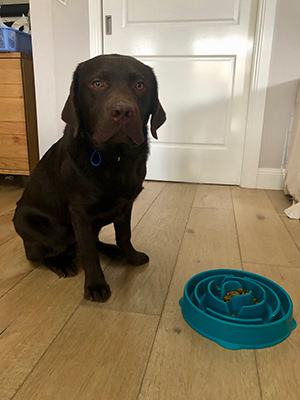 Norris sitting next to his food bowl