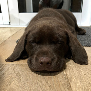 Puppy Norris asleep on the floor