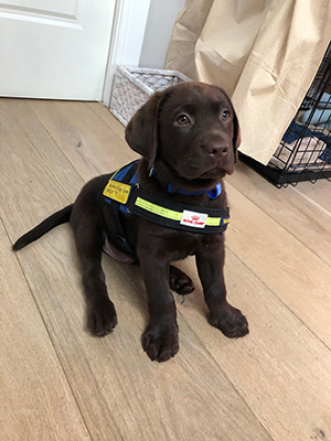 Norris sitting in his Seeing Eye Dog training vest