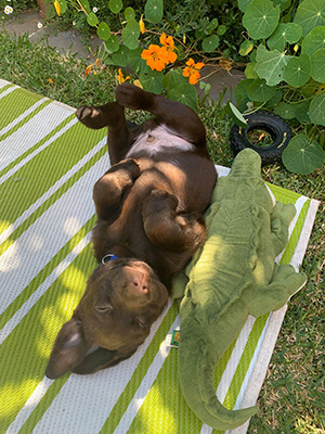 Norris is lying on his back on a towel in the garden