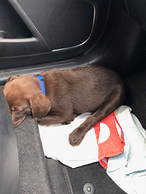 Norris asleep in the footwell of the car