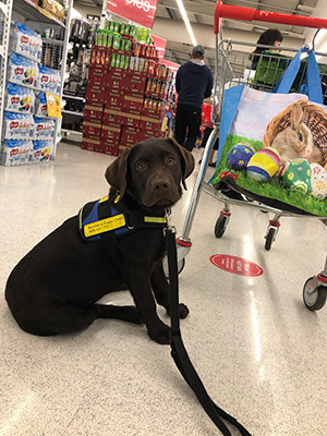 Norris in the supermarket wearing his Seeing Eye Dog training vest