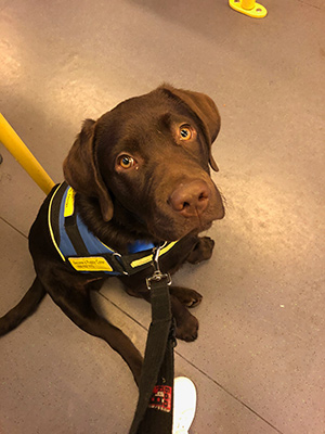 Norris sitting in the tram wearing his Seeing Eye Dog training vest
