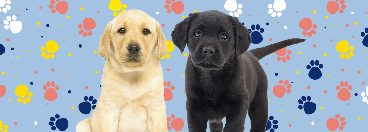 Two Seeing Eye Dog puppies look to camera. A yellow Labrador and black Labrador