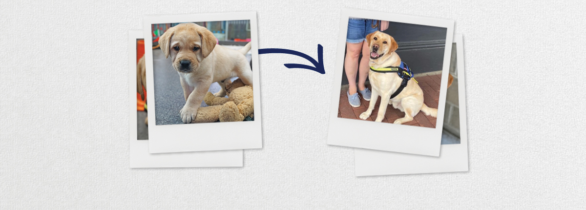 A photo on left of a young Seeing Eye Dog puppy, an arrows points to the right, a photo of an adult Seeing Eye Dog in harness